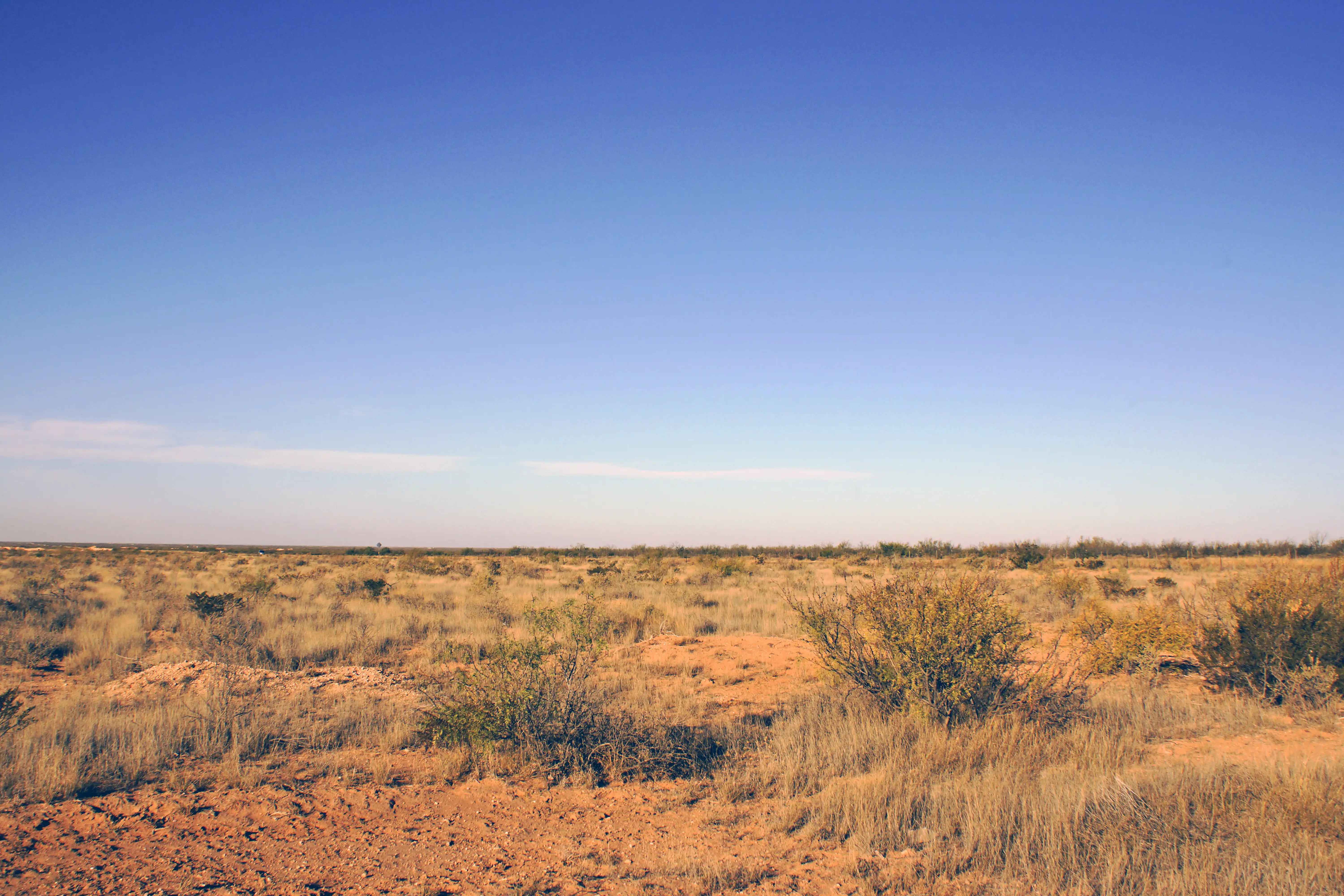 South Texas Landscape